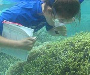 Sewage-derived nitrogen increasingly polluting Caribbean ecosystems