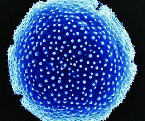 Fossilized pollen reveals climate history of northern Antarctica