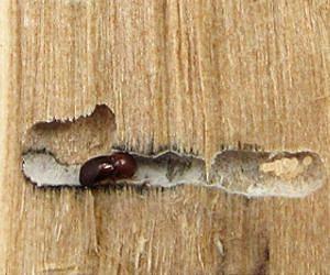 Spread Of Fungus-Farming Beetles Is Bad News For Trees