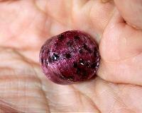 Basil Seed Basics About Weight Loss