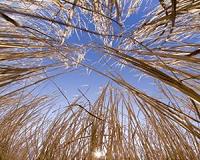 Fertilization destabilizes global grassland ecosystems