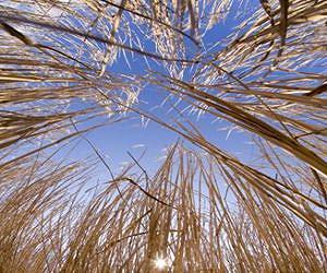 Sharing the risks/costs of biomass crops