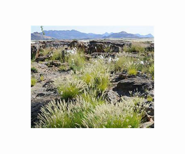 Namibia defends drilling in unique biodiversity site