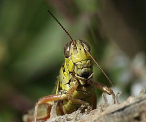 Predators Have Outsized Influence Over Habitats
