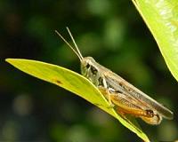 Grasshoppers signal slow recovery of post-agricultural woodlands
