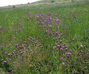 Diversity keeps grasslands resilient to drought, climate change