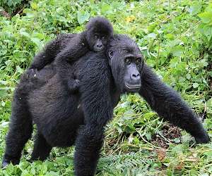 What have we got in common with a gorilla?