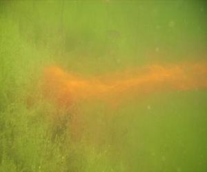 Epidemic This Year? Check The Lake's Shape