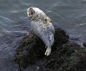 After decades, Estonians could regain seal hunting rights