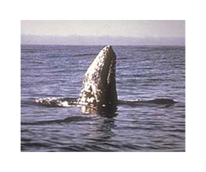 Oil Giant Plans New Platform Near Feeding Ground Of Critically Endangered Whale