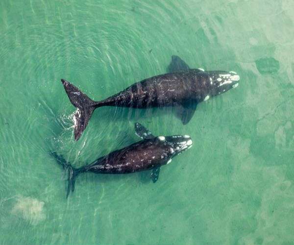 Gray whales shrinking fast as climate warms