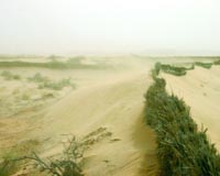 Africa's anti-desert 'green wall' starts small in Senegal