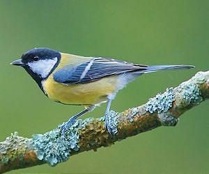 Birds outpace climate change to avoid extinction
