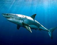 White sharks grow more slowly than previously thought