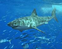 Satellite-connected tags set to boost marine conservation