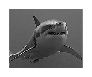 S.Africa convicts great white shark hunter