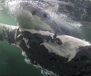 New genetic research finds shark, human proteins stunningly similar
