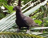 Researchers document captive parrots using, sharing tools