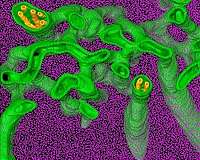 Green algae could hold clues for engineering faster-growing crops