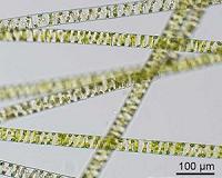 Plants crawled onto land earlier than we give them credit, genetic evidence suggests