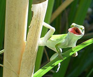 First lizard genome sequenced