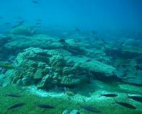 Growth potential remains at risk on even the most remote coral reefs
