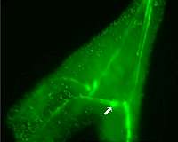 Making spines from sea water