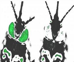 Mosquitoes reared in cooler temps more susceptible to viruses