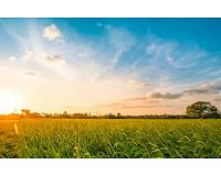 Scientists unlock 'green' energy from garden grass