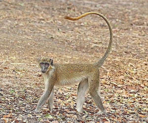 Tropical French territory battles green monkey invasion