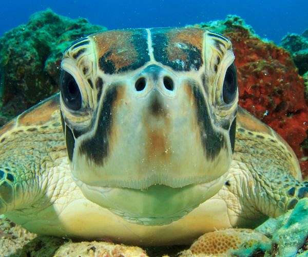 Green turtles fight to survive against Pakistan's urban sprawl