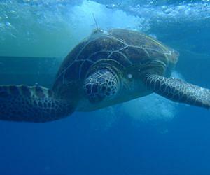 Sea Turtles Benefiting From Protected Areas