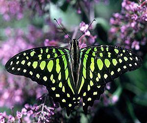 Study finds that mild winters are detrimental to butterflies