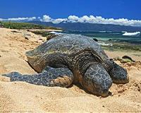 Where have all the turtles gone, and why does it matter?