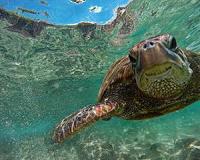 Seas face biodiversity shakeup even under 2 C warming