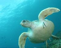 Chemical cocktail found in Barrier Reef turtles