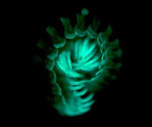 Glow-in-the-dark millipede says stay away