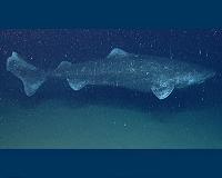 Greenland sharks may live 400 years, researchers say