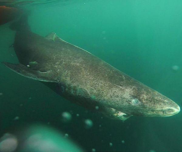 Researchers surprised by Greenland shark found in Caribbean off Belize