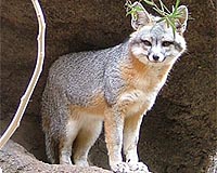 Jogger runs mile with rabid fox locked to arm