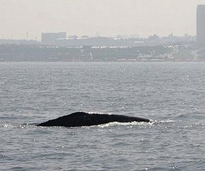 Scientists stunned as grey whale sighted off Israel