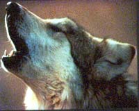 Gray wolf withdrawn from US endangered list