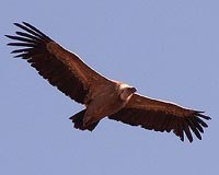New life for Croatia's griffon vultures