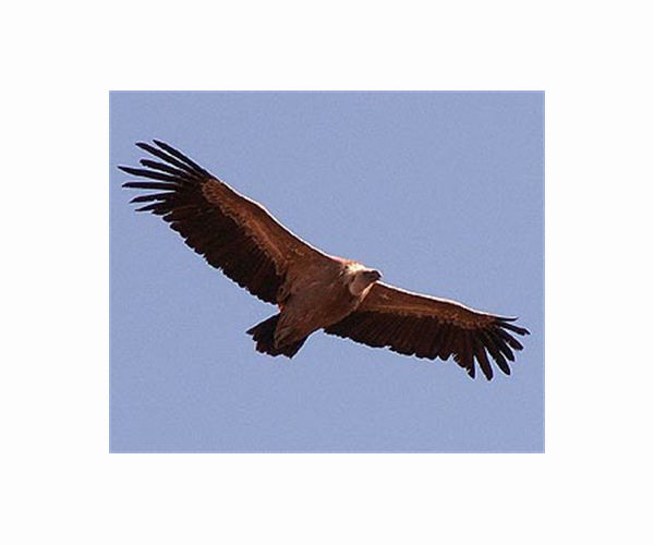 Nature's cleaners: Cyprus returns rare vultures to wild