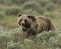 Judge restores protections for Yellowstone grizzlies, hunts canceled