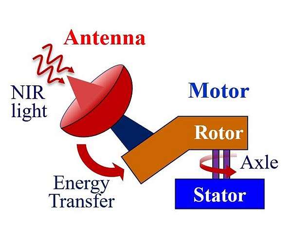 Infrared light antenna powers molecular motor