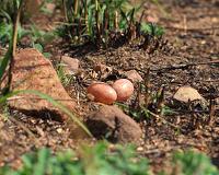 Camouflage influences life-and-death decisions that animals make