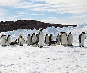 New model reveals how huddling penguins share heat fairly