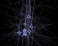 Thinking it through: Scientists seek to unlock mysteries of the brain