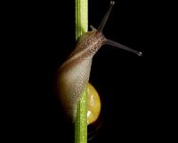 What twisting snails can tell us about animals' intriguing asymmetries